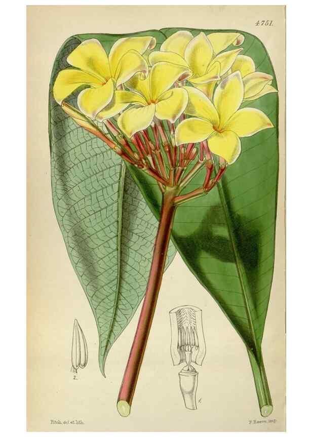 Reproducción/Reproduction 35086678352: Curtis's botanical magazine.. London ; New York [etc.] :Academic Press [etc.]