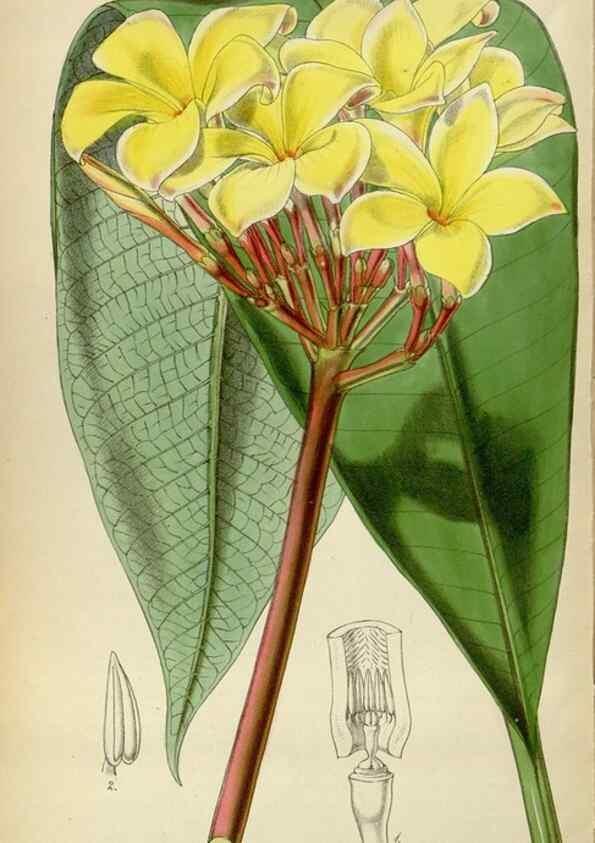 Reproducción/Reproduction 35086678352: Curtis's botanical magazine.. London ; New York [etc.] :Academic Press [etc.]