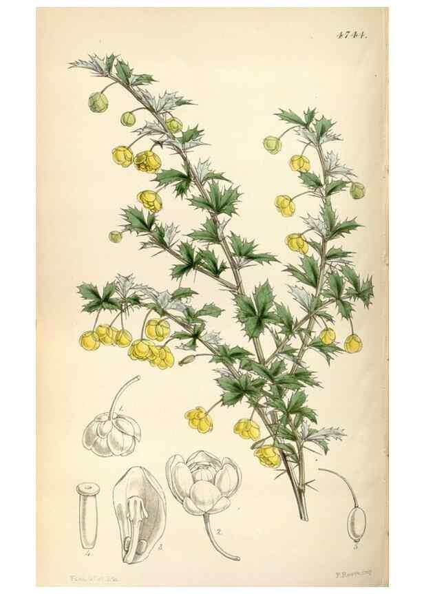Reproducción/Reproduction 34865156740: Curtis's botanical magazine.. London ; New York [etc.] :Academic Press [etc.]