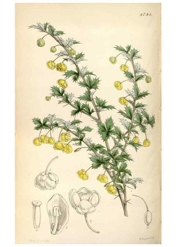 Reproducción/Reproduction 34865156740: Curtis's botanical magazine.. London ; New York [etc.] :Academic Press [etc.]