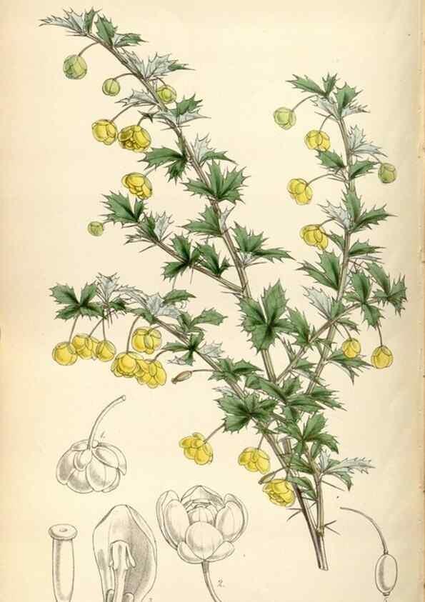 Reproducción/Reproduction 34865156740: Curtis's botanical magazine.. London ; New York [etc.] :Academic Press [etc.]