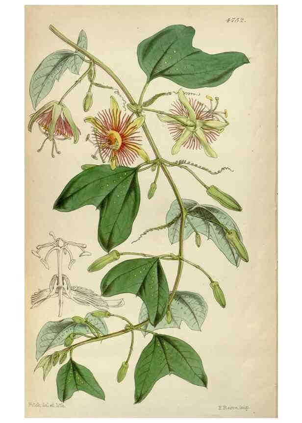 Reproducción/Reproduction 34443294813: Curtis's botanical magazine.. London ; New York [etc.] :Academic Press [etc.]