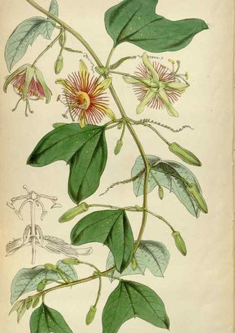 Reproducción/Reproduction 34443294813: Curtis's botanical magazine.. London ; New York [etc.] :Academic Press [etc.]
