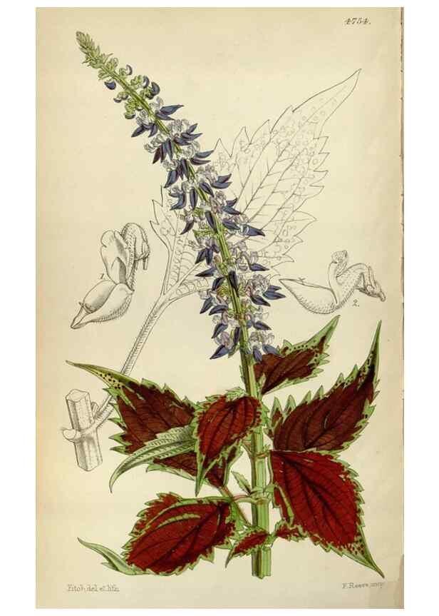 Reproducción/Reproduction 34443299723: Curtis's botanical magazine.. London ; New York [etc.] :Academic Press [etc.]