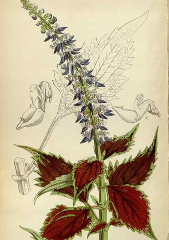 Reproducción/Reproduction 34443299723: Curtis's botanical magazine.. London ; New York [etc.] :Academic Press [etc.]