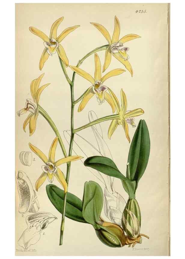 Reproducción/Reproduction 34443302473: Curtis's botanical magazine.. London ; New York [etc.] :Academic Press [etc.]