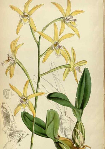Reproducción/Reproduction 34443302473: Curtis's botanical magazine.. London ; New York [etc.] :Academic Press [etc.]