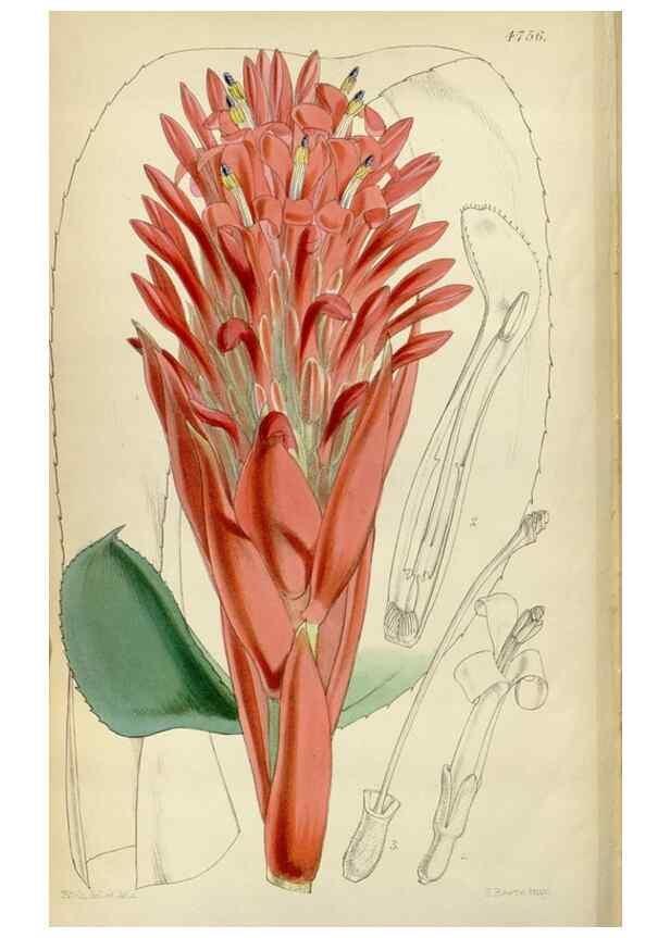 Reproducción/Reproduction 35212361476: Curtis's botanical magazine.. London ; New York [etc.] :Academic Press [etc.]