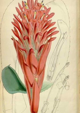 Reproducción/Reproduction 35212361476: Curtis's botanical magazine.. London ; New York [etc.] :Academic Press [etc.]