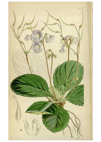 Reproducción/Reproduction 35086687582: Curtis's botanical magazine.. London ; New York [etc.] :Academic Press [etc.]