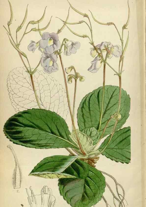 Reproducción/Reproduction 35086687582: Curtis's botanical magazine.. London ; New York [etc.] :Academic Press [etc.]