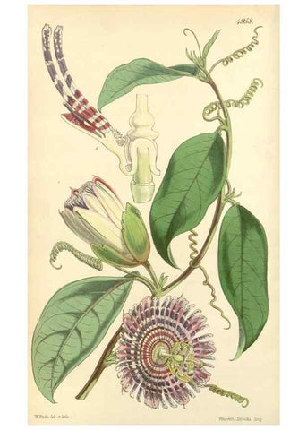 Reproducción/Reproduction 35142622521: Curtis's botanical magazine.. London ; New York [etc.] :Academic Press [etc.]