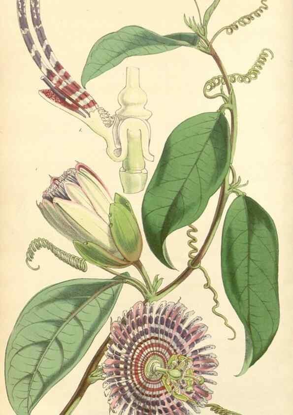 Reproducción/Reproduction 35142622521: Curtis's botanical magazine.. London ; New York [etc.] :Academic Press [etc.]