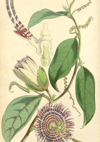 Reproducción/Reproduction 35142622521: Curtis's botanical magazine.. London ; New York [etc.] :Academic Press [etc.]