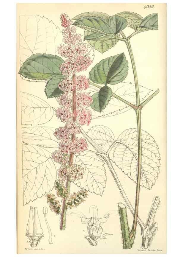 Reproducción/Reproduction 34428891994: Curtis's botanical magazine.. London ; New York [etc.] :Academic Press [etc.]