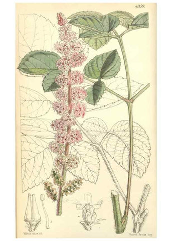 Reproducción/Reproduction 34428891994: Curtis's botanical magazine.. London ; New York [etc.] :Academic Press [etc.]