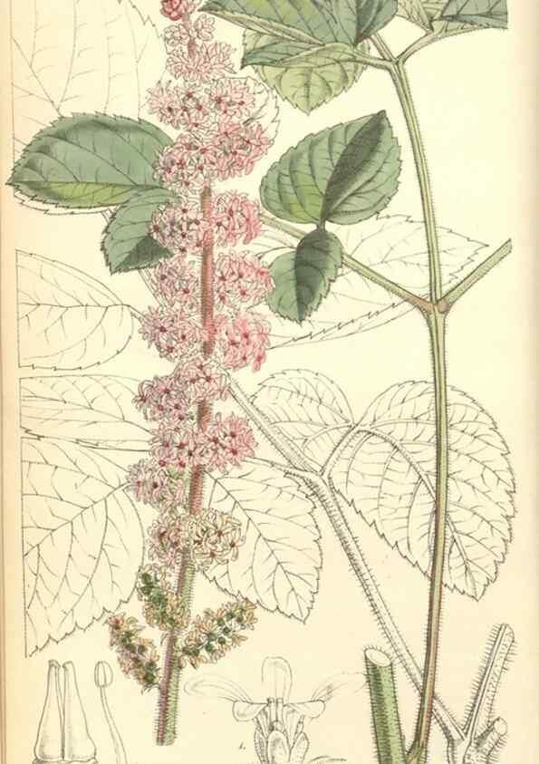 Reproducción/Reproduction 34428891994: Curtis's botanical magazine.. London ; New York [etc.] :Academic Press [etc.]