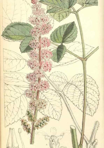 Reproducción/Reproduction 34428891994: Curtis's botanical magazine.. London ; New York [etc.] :Academic Press [etc.]