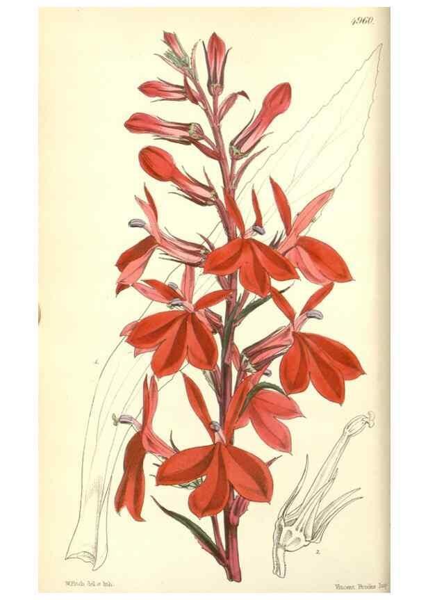 Reproducción/Reproduction 34428895134: Curtis's botanical magazine.. London ; New York [etc.] :Academic Press [etc.]