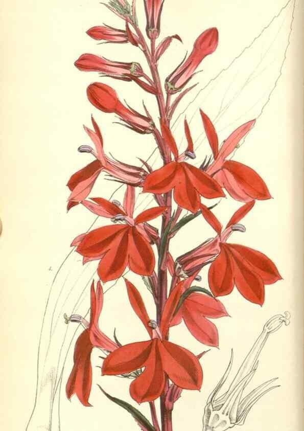 Reproducción/Reproduction 34428895134: Curtis's botanical magazine.. London ; New York [etc.] :Academic Press [etc.]