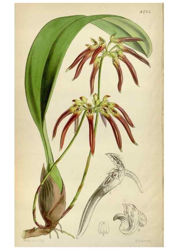 Reproducción/Reproduction 34443296873: Curtis's botanical magazine.. London ; New York [etc.] :Academic Press [etc.]
