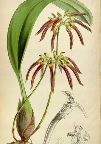 Reproducción/Reproduction 34443296873: Curtis's botanical magazine.. London ; New York [etc.] :Academic Press [etc.]
