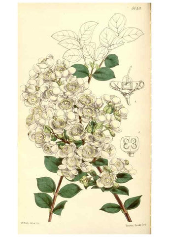 Reproducción/Reproduction 35273455805: Curtis's botanical magazine.. London ; New York [etc.] :Academic Press [etc.]