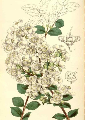 Reproducción/Reproduction 35273455805: Curtis's botanical magazine.. London ; New York [etc.] :Academic Press [etc.]