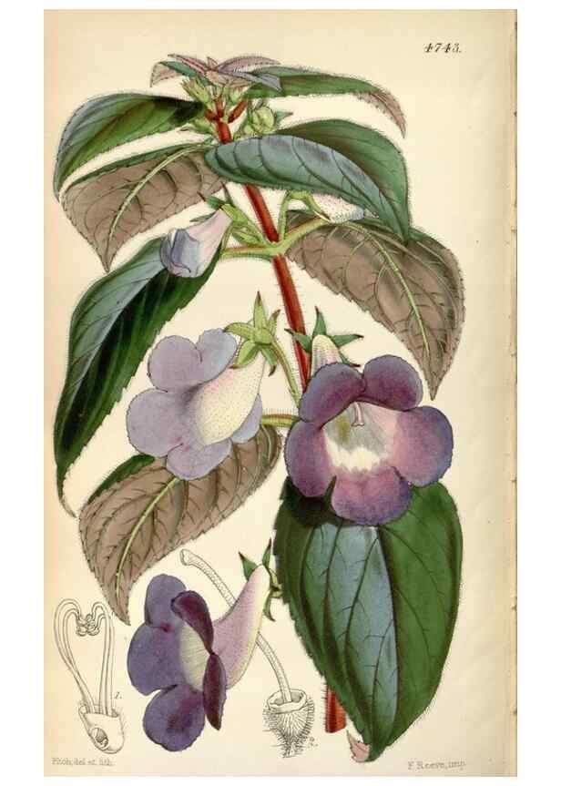 Reproducción/Reproduction 34443278953: Curtis's botanical magazine.. London ; New York [etc.] :Academic Press [etc.]