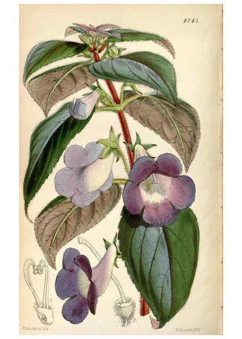 Reproducción/Reproduction 34443278953: Curtis's botanical magazine.. London ; New York [etc.] :Academic Press [etc.]