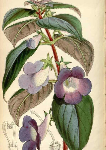 Reproducción/Reproduction 34443278953: Curtis's botanical magazine.. London ; New York [etc.] :Academic Press [etc.]