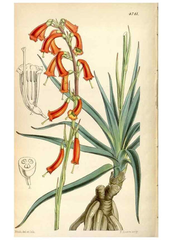 Reproducción/Reproduction 34408363874: Curtis's botanical magazine.. London ; New York [etc.] :Academic Press [etc.]