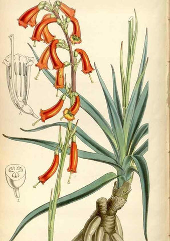 Reproducción/Reproduction 34408363874: Curtis's botanical magazine.. London ; New York [etc.] :Academic Press [etc.]