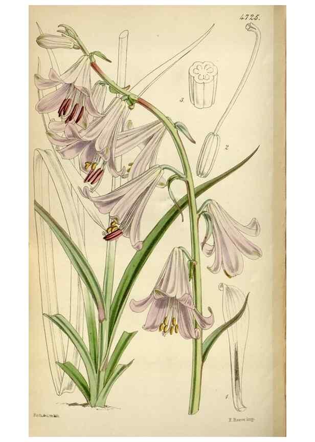 Reproducción/Reproduction 35252175245: Curtis's botanical magazine.. London ; New York [etc.] :Academic Press [etc.]
