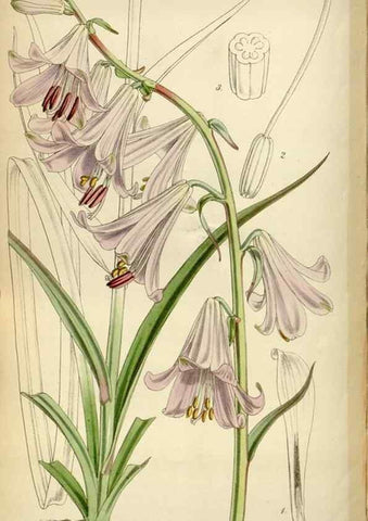 Reproducción/Reproduction 35252175245: Curtis's botanical magazine.. London ; New York [etc.] :Academic Press [etc.]