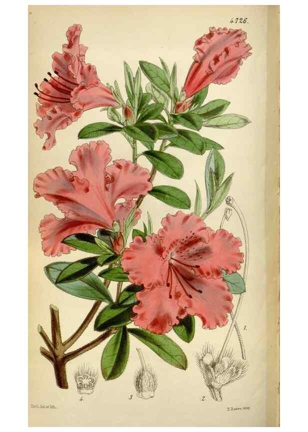 Reproducción/Reproduction 35212289276: Curtis's botanical magazine.. London ; New York [etc.] :Academic Press [etc.]