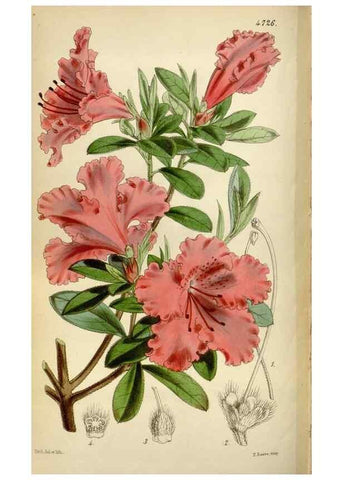 Reproducción/Reproduction 35212289276: Curtis's botanical magazine.. London ; New York [etc.] :Academic Press [etc.]