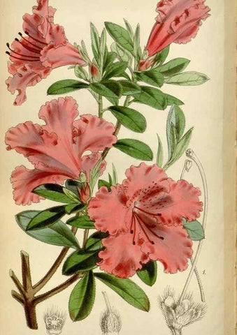 Reproducción/Reproduction 35212289276: Curtis's botanical magazine.. London ; New York [etc.] :Academic Press [etc.]