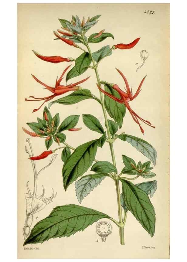 Reproducción/Reproduction 35212291016: Curtis's botanical magazine.. London ; New York [etc.] :Academic Press [etc.]