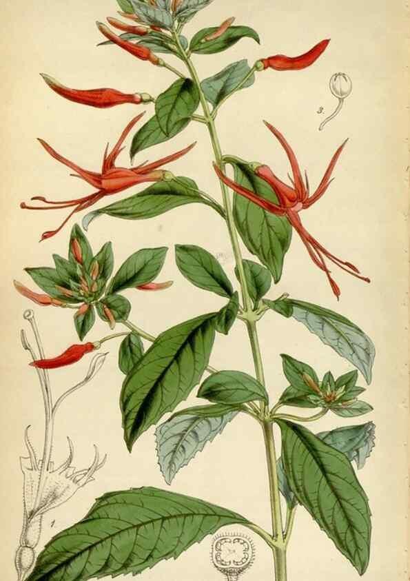 Reproducción/Reproduction 35212291016: Curtis's botanical magazine.. London ; New York [etc.] :Academic Press [etc.]