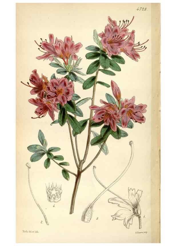 Reproducción/Reproduction 35212292806: Curtis's botanical magazine.. London ; New York [etc.] :Academic Press [etc.]