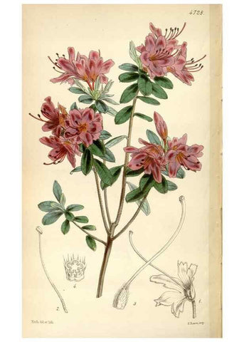 Reproducción/Reproduction 35212292806: Curtis's botanical magazine.. London ; New York [etc.] :Academic Press [etc.]