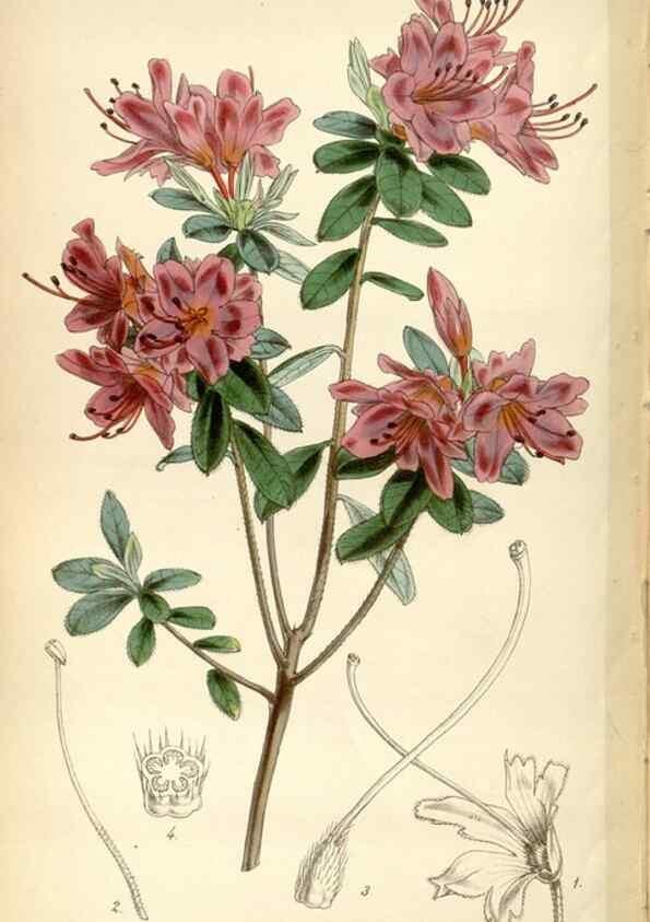 Reproducción/Reproduction 35212292806: Curtis's botanical magazine.. London ; New York [etc.] :Academic Press [etc.]