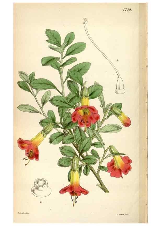 Reproducción/Reproduction 35212294986: Curtis's botanical magazine.. London ; New York [etc.] :Academic Press [etc.]