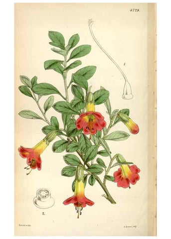 Reproducción/Reproduction 35212294986: Curtis's botanical magazine.. London ; New York [etc.] :Academic Press [etc.]