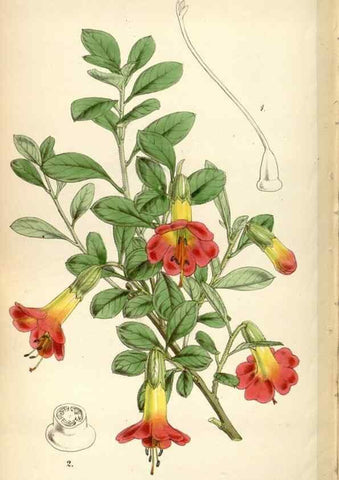 Reproducción/Reproduction 35212294986: Curtis's botanical magazine.. London ; New York [etc.] :Academic Press [etc.]