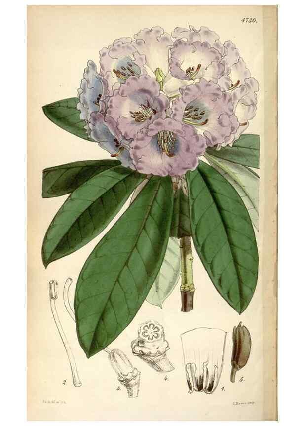 Reproducción/Reproduction 35252181515: Curtis's botanical magazine.. London ; New York [etc.] :Academic Press [etc.]