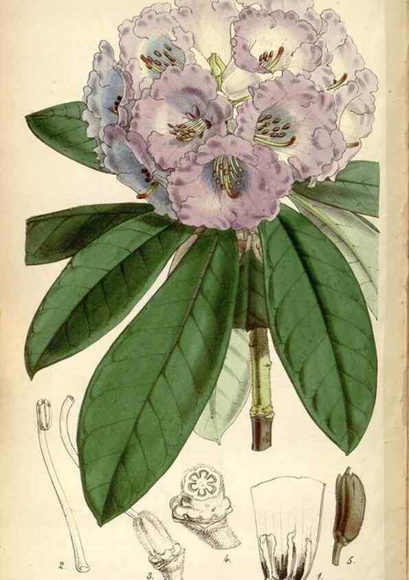 Reproducción/Reproduction 35252181515: Curtis's botanical magazine.. London ; New York [etc.] :Academic Press [etc.]