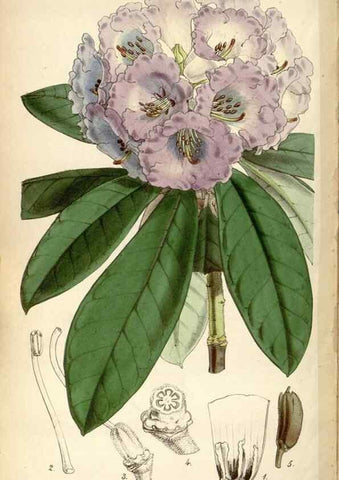 Reproducción/Reproduction 35252181515: Curtis's botanical magazine.. London ; New York [etc.] :Academic Press [etc.]
