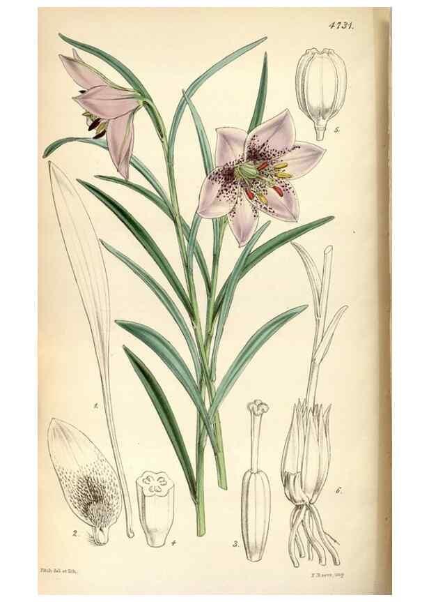 Reproducción/Reproduction 35086624812: Curtis's botanical magazine.. London ; New York [etc.] :Academic Press [etc.]
